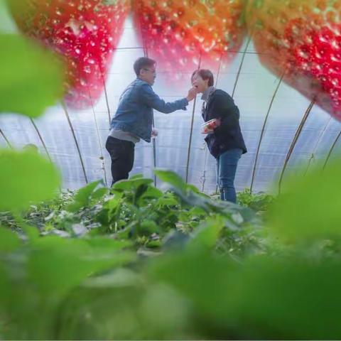 春天来了，庵上湖🍓🍓红透了……