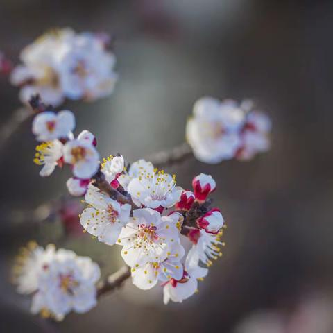 春花烂漫之正月杏花开