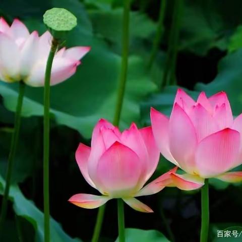 《莲》作者 付志勇 朗诵-茉莉花
