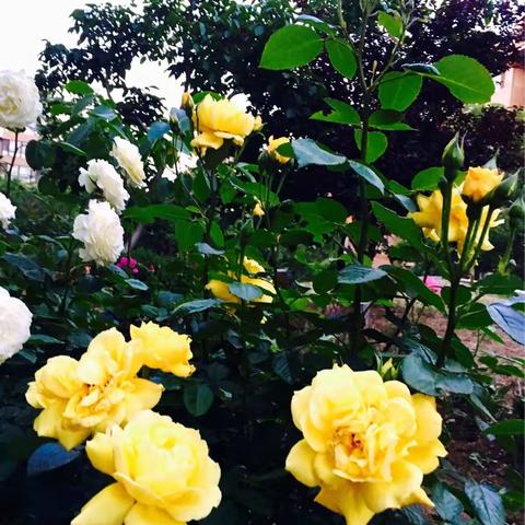 奥园之花（2017年）