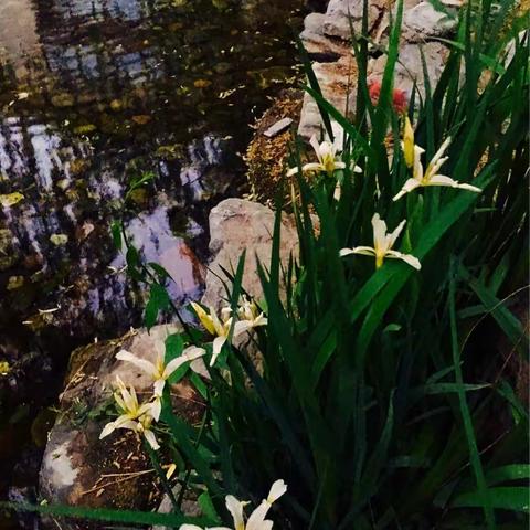 奥园之夏（2017年）