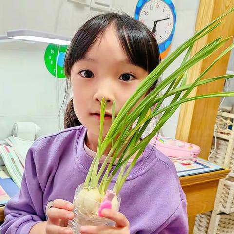 神奇的水培大蒜