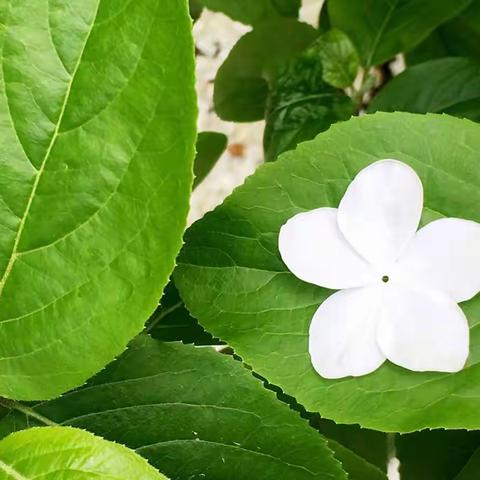 素心花雨春不舍