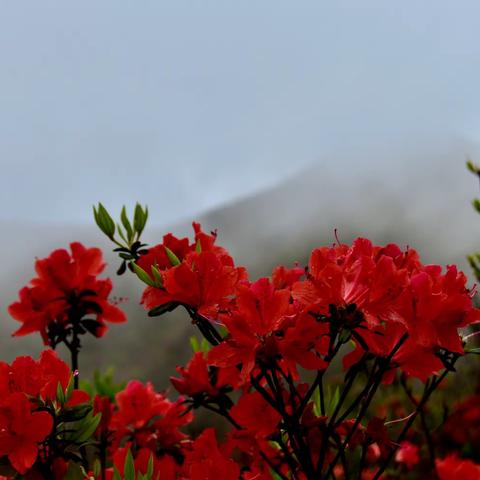 漫山遍野的天露山野生杜鹃花