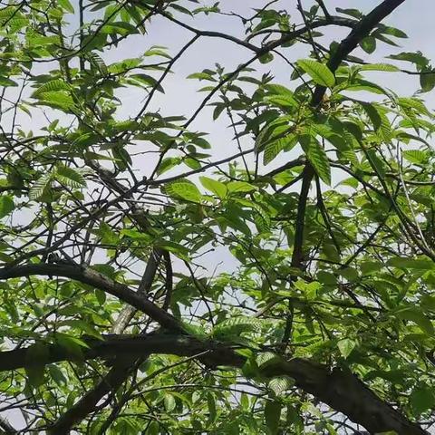 躬体力行，春天的的味道