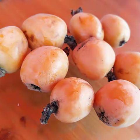 三潭枇杷、绵潭枇杷