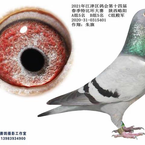 江津区鸽会2021春赛略阳获奖鸽图片欣赏