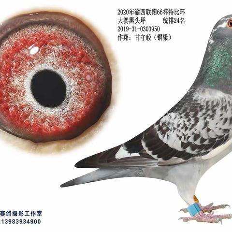 渝西联翔2020年66杯特比环大赛黑头坪获奖鸽图片欣赏