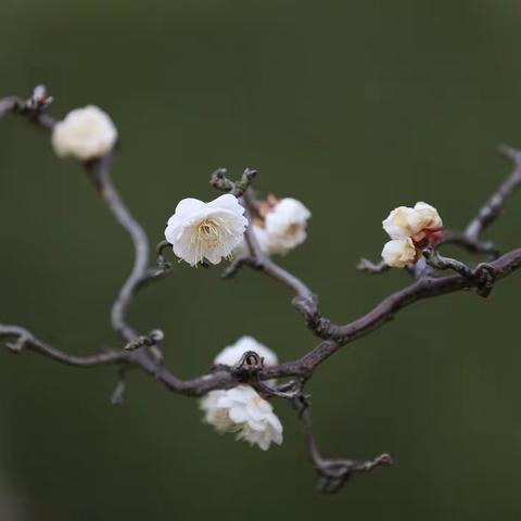 龙游梅