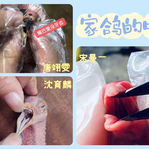 H组生物家鸽解剖作业汇报