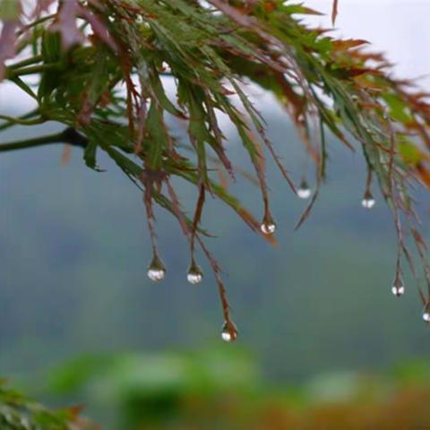 春天的第一场雨