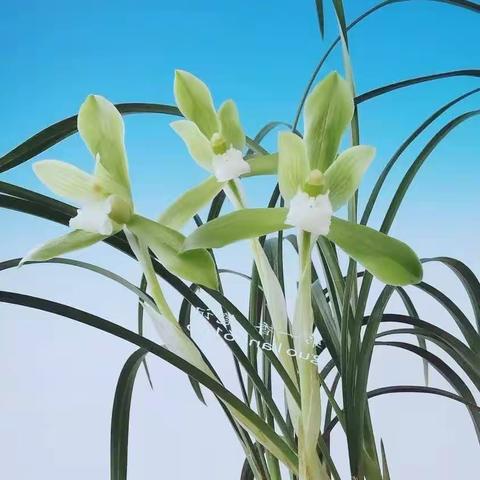七言绝句 深 居