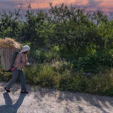 麦子熟了（20210606）