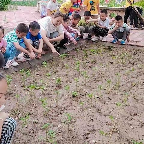 🏡幼儿园里的小美好💐——太阳一班