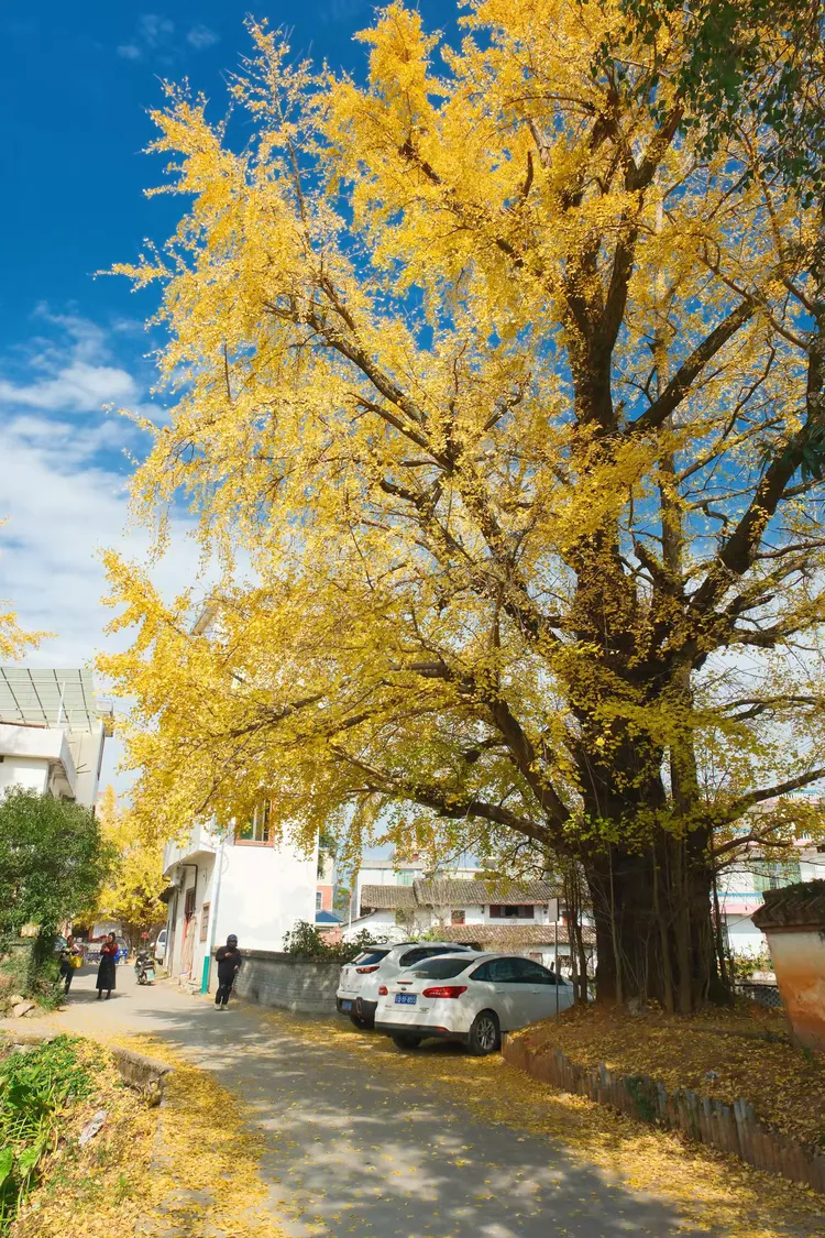 新安村千年银杏