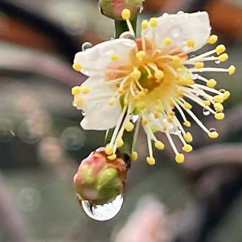 癸卯年立春后梅花（静安雕塑公园）