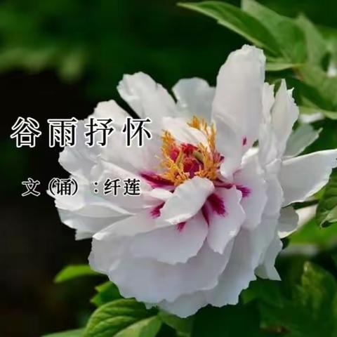 《谷雨抒怀》文（诵）：纤莲