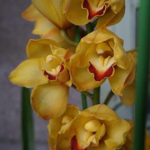 春花盛放满羊城，南粤人人迎猪年。