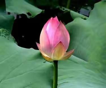 小荷初露尖尖角（之二）