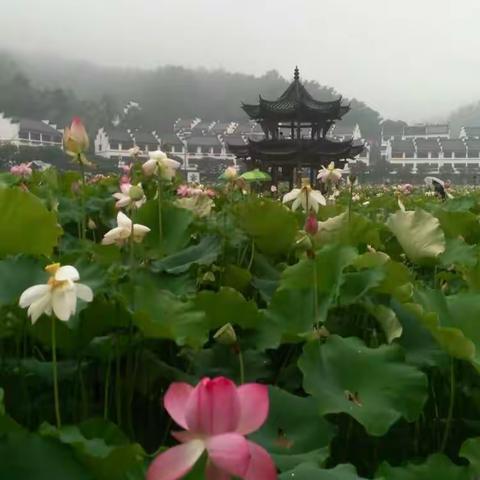 赏荷逛景摘杨梅