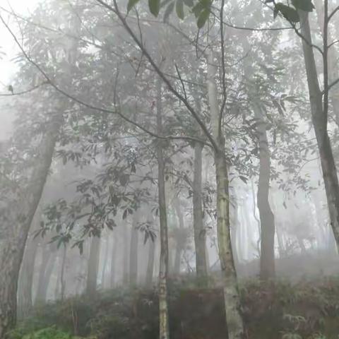 新年伊始登高抒怀