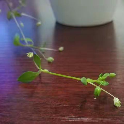 一棵小草