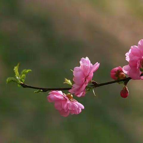 蓓蕾初绽，添新幽。。。。。。（副本）