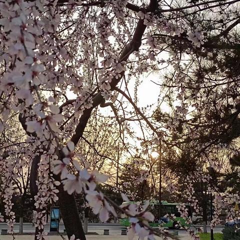 春风有信 花开有期