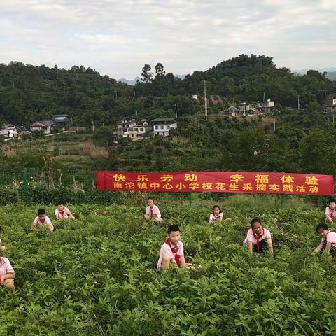 “愉快暑假，快乐劳动，幸福体验”－－南沱镇中心小学校采摘花生实践活动