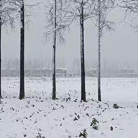 瑞雪飘飘