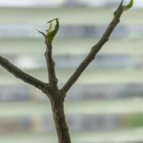 居家隔离抗疫小记