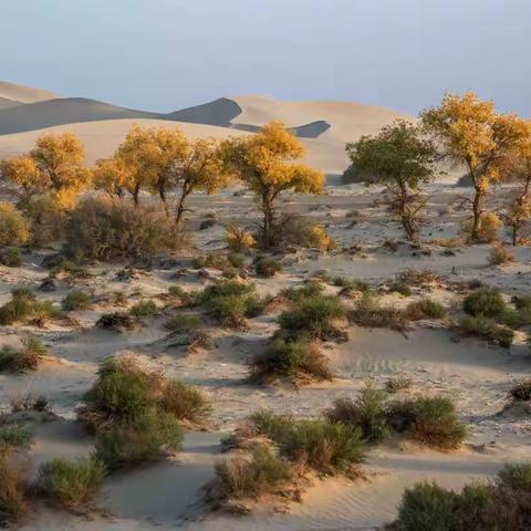 哈密南湖胡杨林