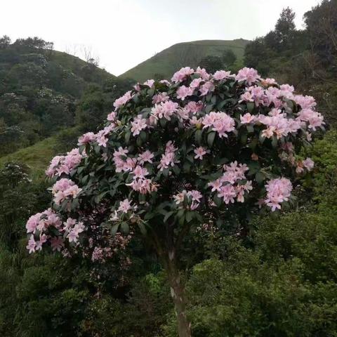 【红苹果幼儿园】2019年清明节放假通知（副本）