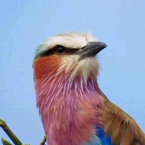 东非——鸟在天堂