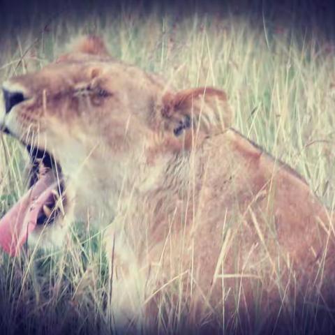 马赛马拉的遗憾！