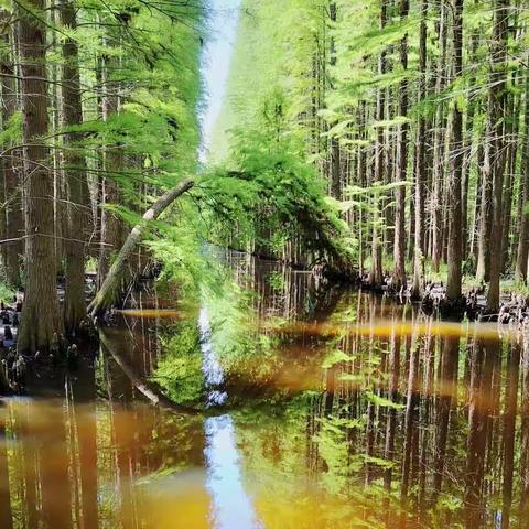 气生根——水上兵马俑