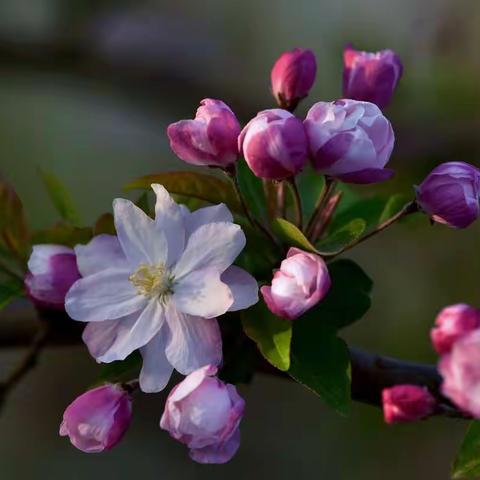 春花之海棠花