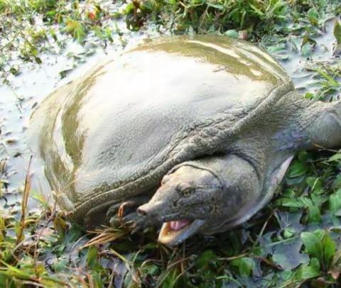 汉寿甲鱼甲天下（23•14）