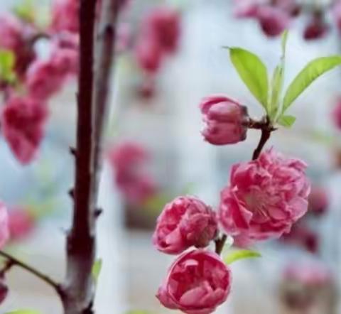 如梦，如梦（2023年第3期总18期）