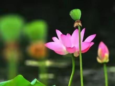 常翻故地珍藏影，最爱芙蓉出水图。（23•12）