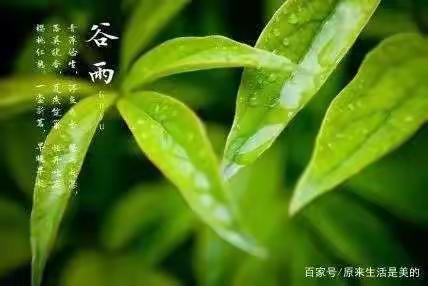 谷雨洗纤素，线上言书香——邵庄小学谷雨时节活动