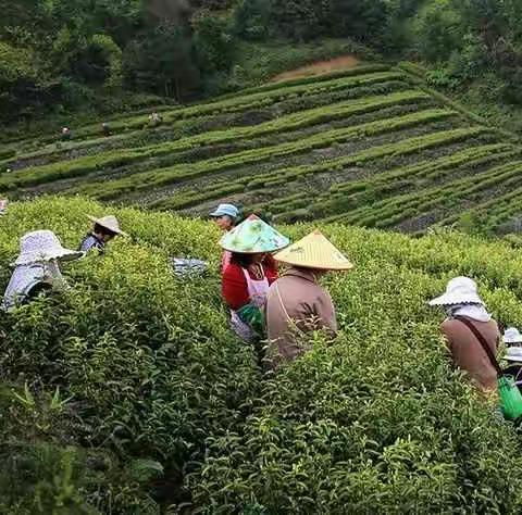 一季度缙云县农林牧渔业增加值可比增速位居全市第二