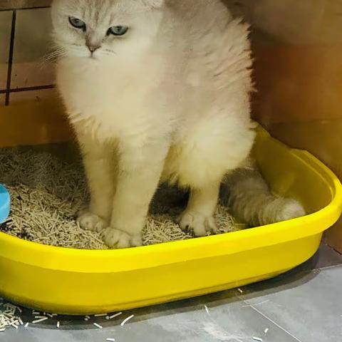 如果我有一只小猫