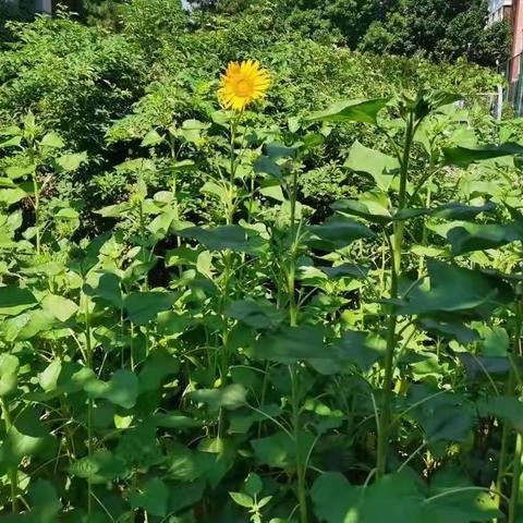 向阳花开，青春有梦