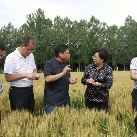 王凤萍副主任带队视察我市粮食生产工作