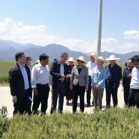 市人大常委会视察我市粮食生产工作