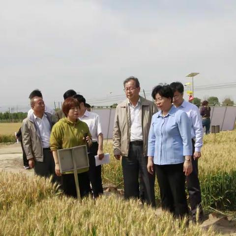 市人大常委会农工委组织视察我市夏粮生产