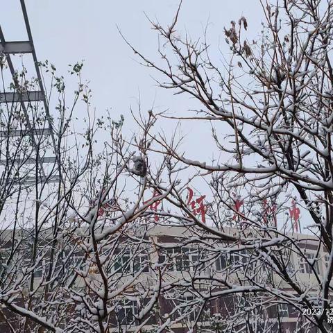 济南的雪，来的热情