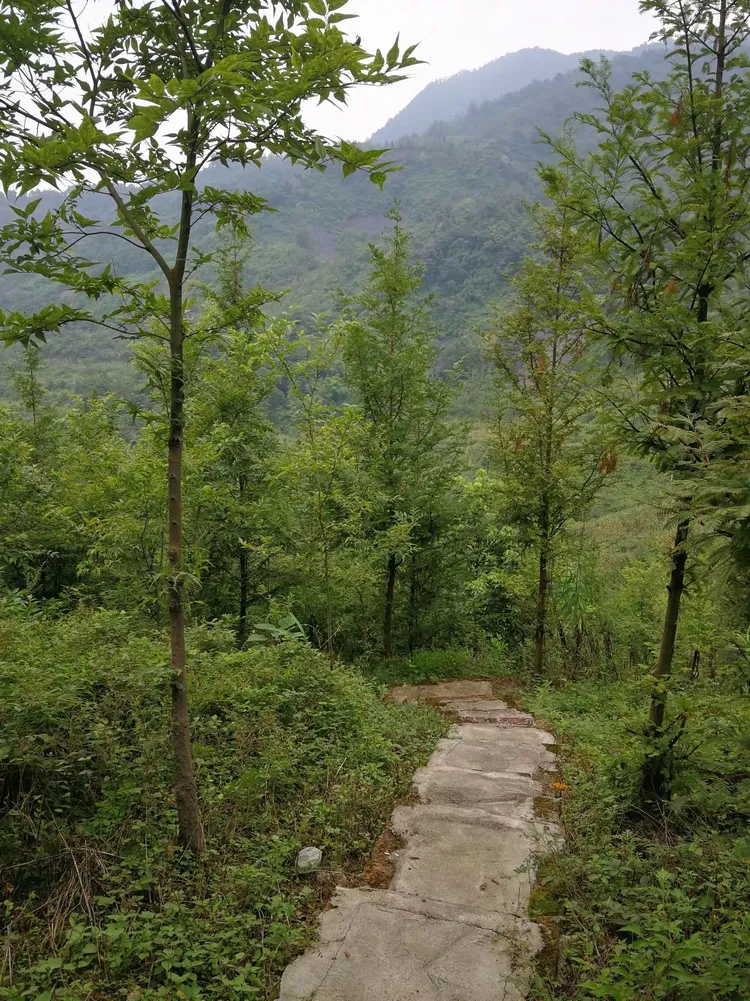 彭州碎石出售信息网站_彭州哪家医院能碎石