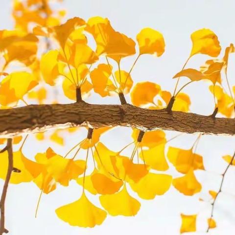 秋天的确是一个很美的季节，古城里仿佛能“触摸”到时间~